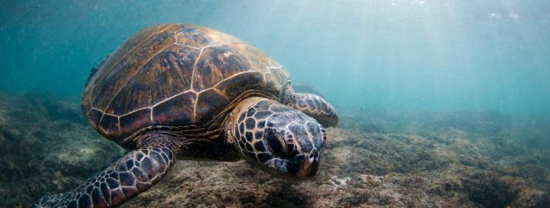 Kona Dive Travel Guide Bluewater Dive Travel